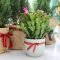 Christmas Cactus