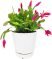 Christmas Cactus